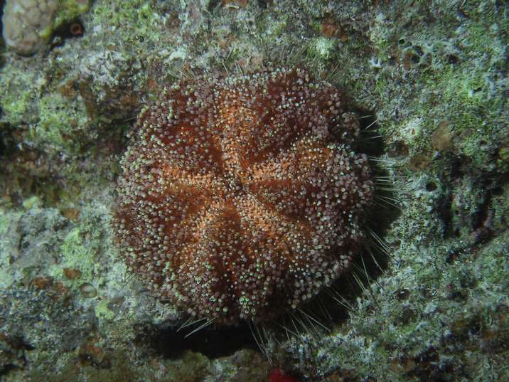 seeigel.jpg 832 kB